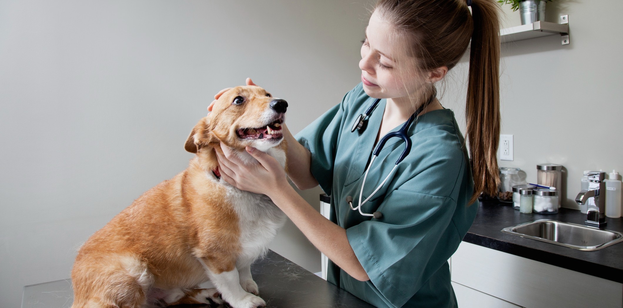 10 tips para mantener a tu mascota feliz