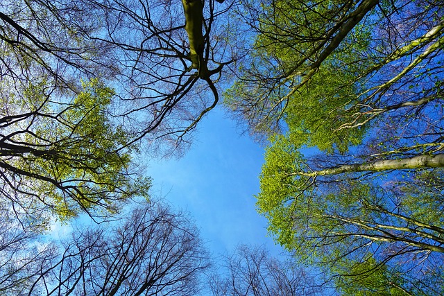 Bosque de la primavera: 6 actividades que puedes hacer en familia Bosque de la primavera: 6 actividades que puedes hacer en familia